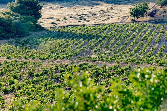 Attica vyd 1